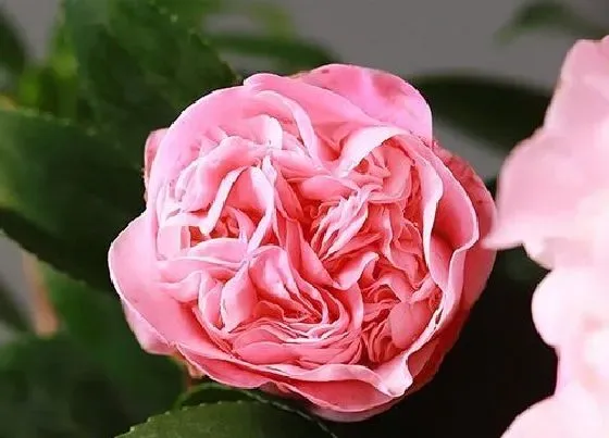 植物常识问题|养带花苞的茶花需要注意些什么