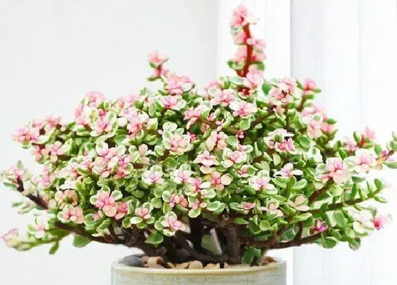 植物常识问题|金枝玉叶想要安全越夏的方法