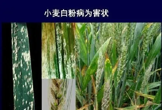 植物常识问题|小麦发生白粉病怎样防治（小麦白粉病的原因及防治方法）