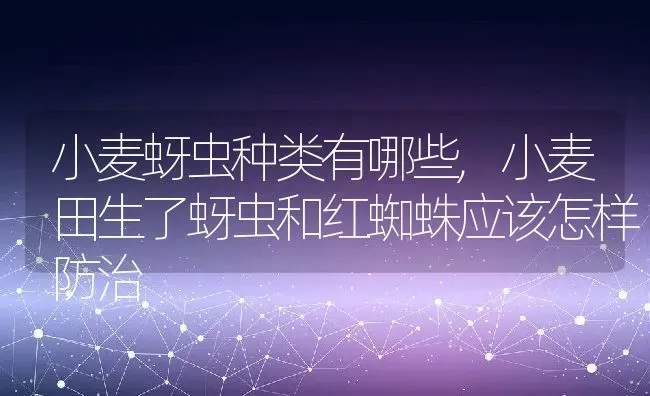 小麦蚜虫种类有哪些,小麦田生了蚜虫和红蜘蛛应该怎样防治 | 养殖常见问题