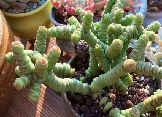 植物常识问题|多肉钱串高温天如何养护叶片肥厚