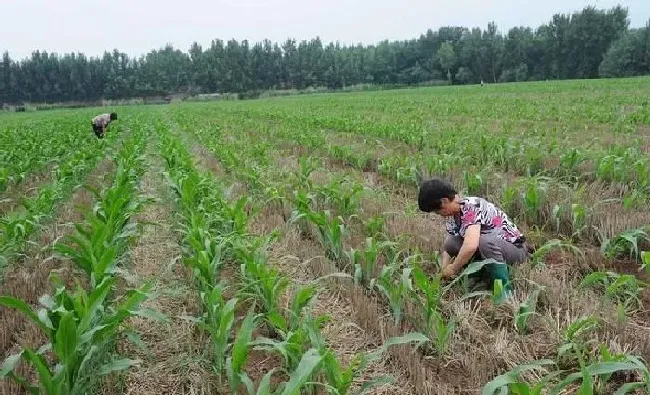 植物常识问题|玉米苗可以移栽吗（种植玉米可以育苗移栽吗）