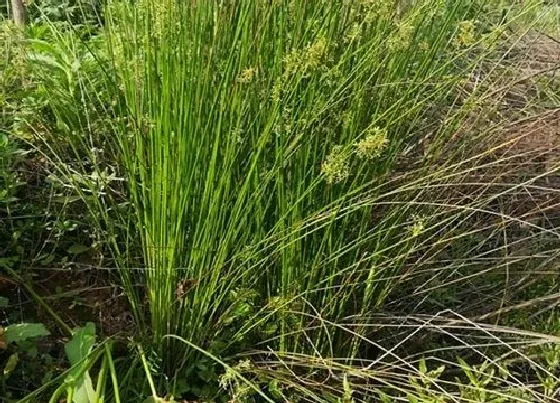 植物常识问题|灯心草有什么作用功效及食用方法