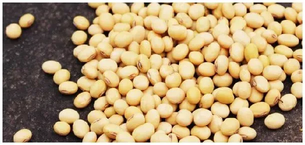 大豆的含油量比甜菜高是对的吗 | 农业问题