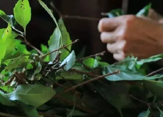 植物常识问题|观音豆腐叶子是什么树 观音豆腐树长什么样子图片