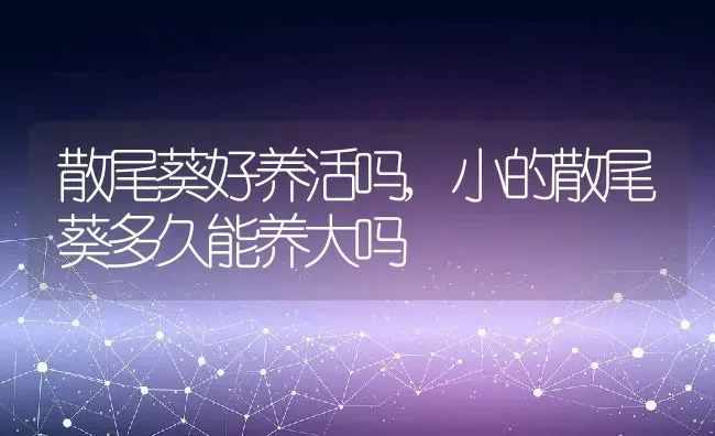 散尾葵好养活吗,小的散尾葵多久能养大吗 | 养殖常见问题