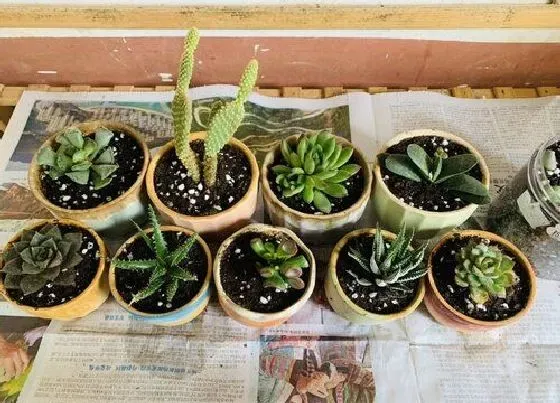 植物常识问题|剪下来的多肉枝如何栽种