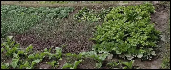 菜花蛇多少钱一斤 | 科普知识