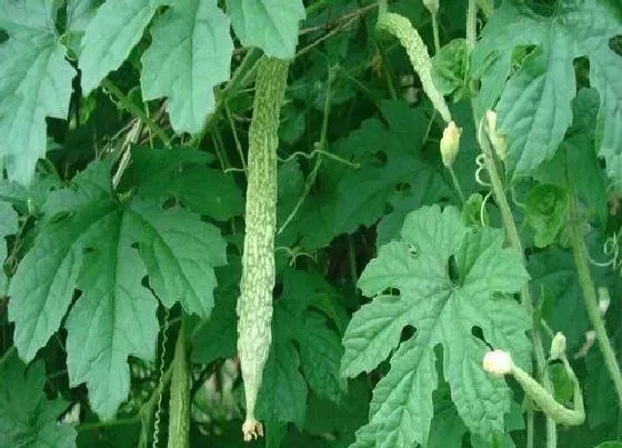 植物常识问题|怎样让苦瓜高产挂果多（苦瓜高产种植技术与管理要点）