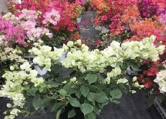 植物常识问题|三角梅如何催花花芽猛蹿