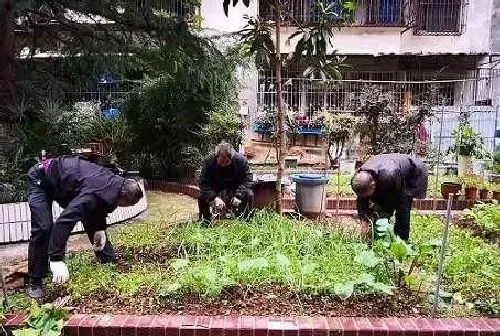植物常识问题|住宅小区里面能种菜吗（小区住户在空地种菜违反规定吗）