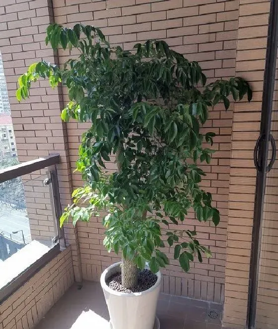 植物常识问题|幸福树夏季养殖方法和注意事项有哪些