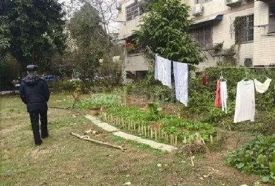 植物常识问题|住宅小区里面能种菜吗（小区住户在空地种菜违反规定吗）