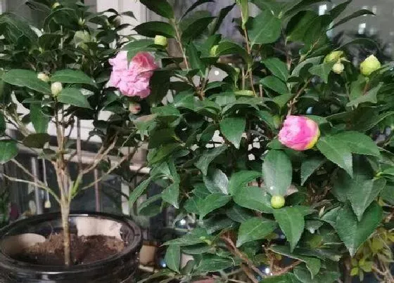 植物常识问题|养带花苞的茶花需要注意些什么