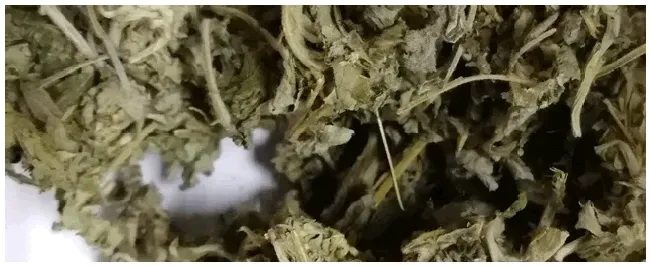艾叶的功效与作用有哪些 | 三农答疑