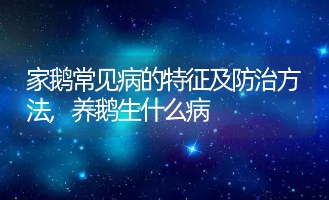 家鹅常见病的特征及防治方法,养鹅生什么病 | 养殖常见问题