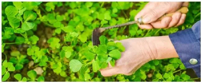 蔬菜种植小技巧 | 农业问题