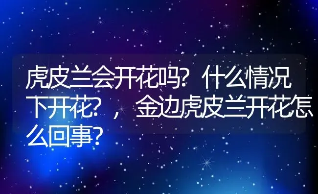 虎皮兰会开花吗?什么情况下开花?,金边虎皮兰开花怎么回事？ | 养殖常见问题