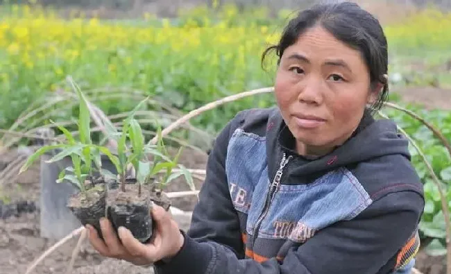 植物常识问题|玉米苗可以移栽吗（种植玉米可以育苗移栽吗）