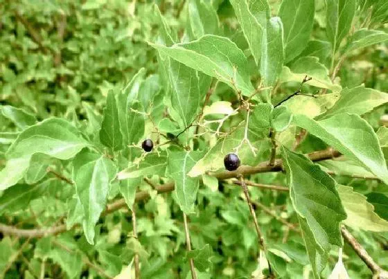 植物常识问题|观音豆腐叶子是什么树 观音豆腐树长什么样子图片