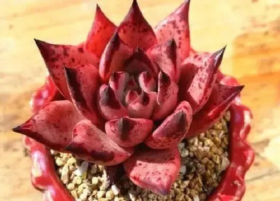 植物常识问题|多肉的种植方法和养护