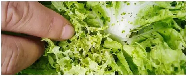 甲维盐氯氰都杀哪些虫 | 农业问题