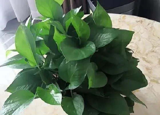 植物常识问题|植物生长的三要素是什么 满足植物生长所必需的条件