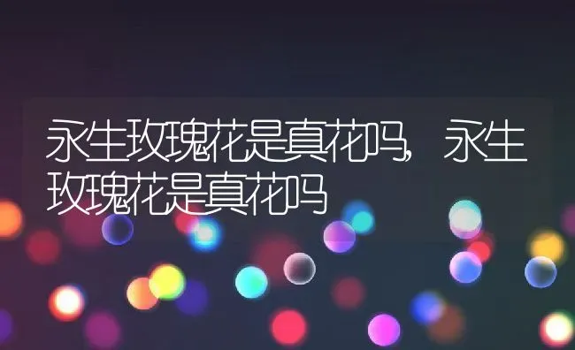 永生玫瑰花是真花吗,永生玫瑰花是真花吗 | 养殖常见问题