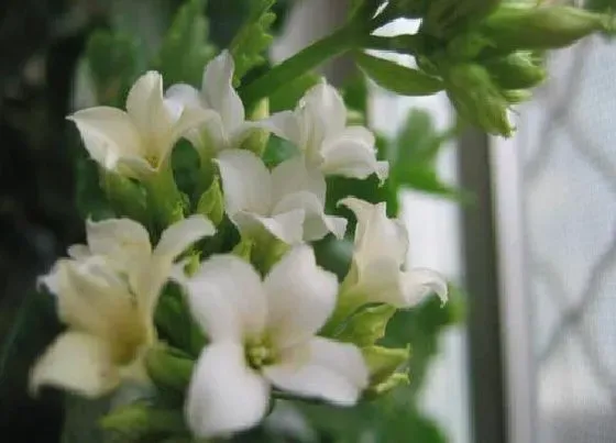 植物常识问题|伽蓝菜和长寿花的区别