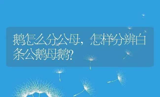 鹅怎么分公母,怎样分辨白条公鹅母鹅？ | 养殖常见问题