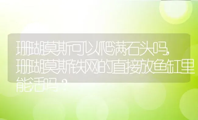 珊瑚莫斯可以爬满石头吗,珊瑚莫斯铁网的直接放鱼缸里能活吗？ | 养殖常见问题