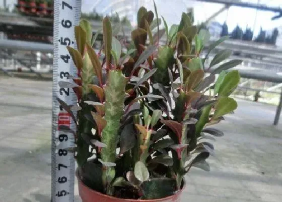 植物常识问题|根部腐烂的红龙骨如何扦插