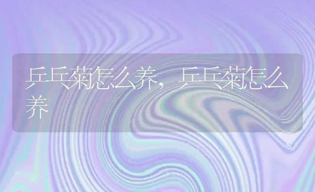 乒乓菊怎么养,乒乓菊怎么养 | 养殖常见问题