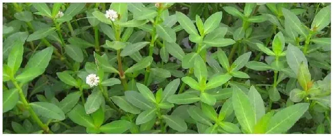水花生净除草剂 | 生活常识