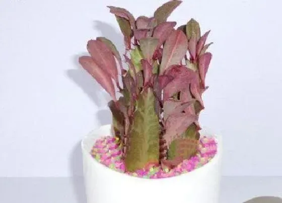 植物常识问题|根部腐烂的红龙骨如何扦插