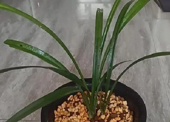 植物常识问题|兰花的根长出盆外的原因