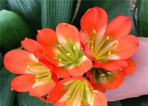 植物常识问题|君子兰用什么植料养护叶片油绿清晰