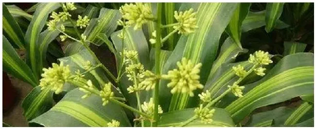 也门铁种植注意事项 | 三农问答