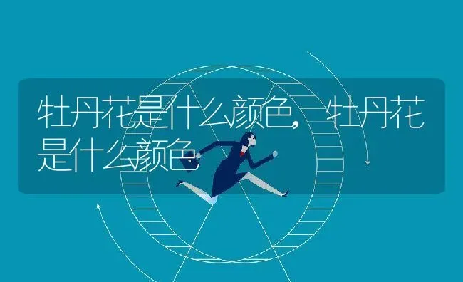 牡丹花是什么颜色,牡丹花是什么颜色 | 养殖常见问题