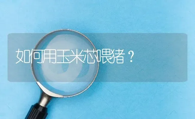 如何用玉米芯喂猪? | 养殖问题解答
