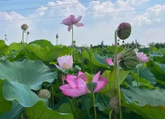 植物常识问题|荷花家庭的种植及养护方法