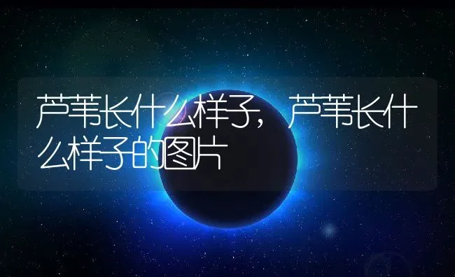 瑞香花怎么养殖及注意事项,瑞香花怎么养殖及注意事项 | 养殖常见问题