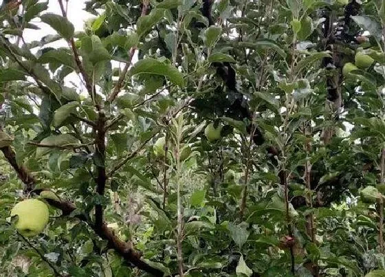 植物常识问题|苹果树旺长不结果怎么办（控制苹果树枝条旺长的方法）