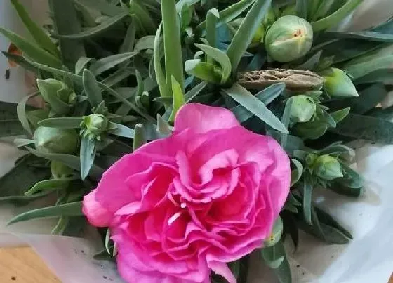 植物常识问题|康乃馨种子的种植方法 康乃馨种子育苗时间和注意事项