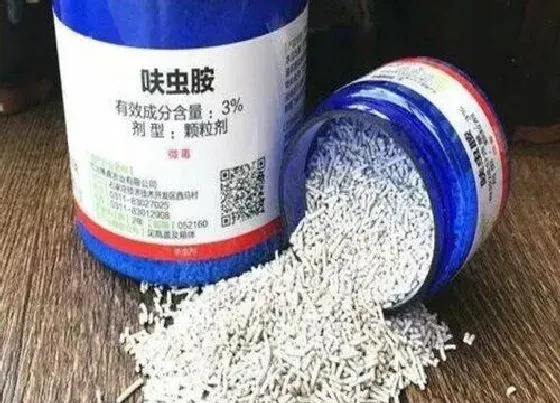 植物常识问题|三伏天蟹爪兰使用呋虫胺不腐烂