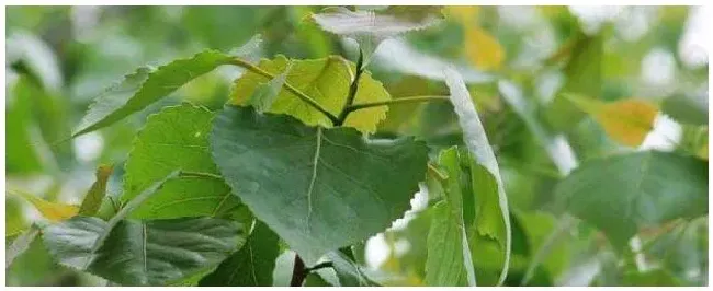 什么是胶源植物？ | 农业问题