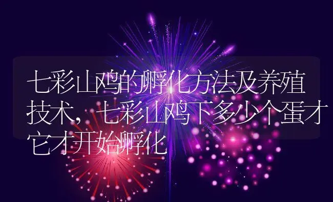 七彩山鸡的孵化方法及养殖技术,七彩山鸡下多少个蛋才它才开始孵化 | 养殖常见问题