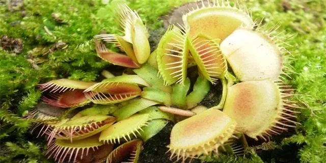 什么植物可以驱蚊子,能杀死蚊子的植物有哪些？