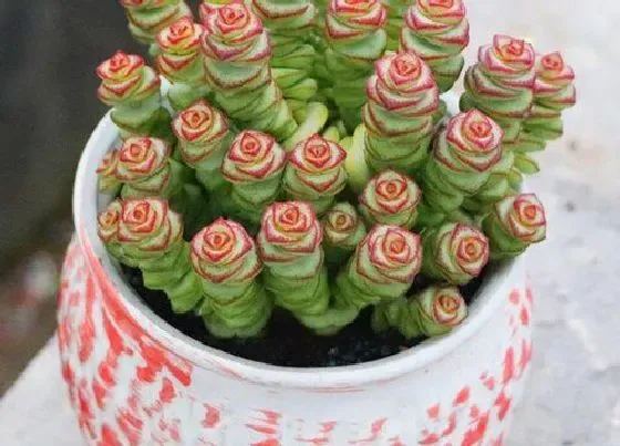 植物常识问题|多肉钱串高温天如何养护叶片肥厚