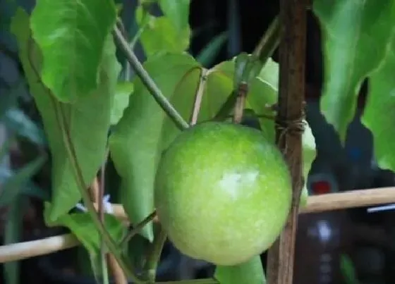 植物常识问题|盆栽观果植物的打理方式和养殖经验